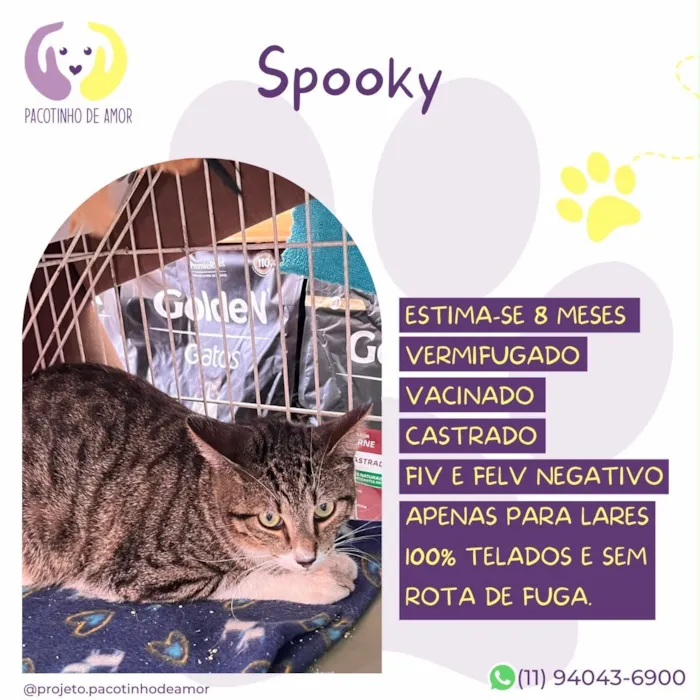 Gato raça SRD-ViraLata idade 7 a 11 meses nome Spooky