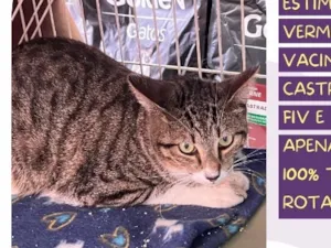 Gato raça SRD-ViraLata idade 7 a 11 meses nome Spooky