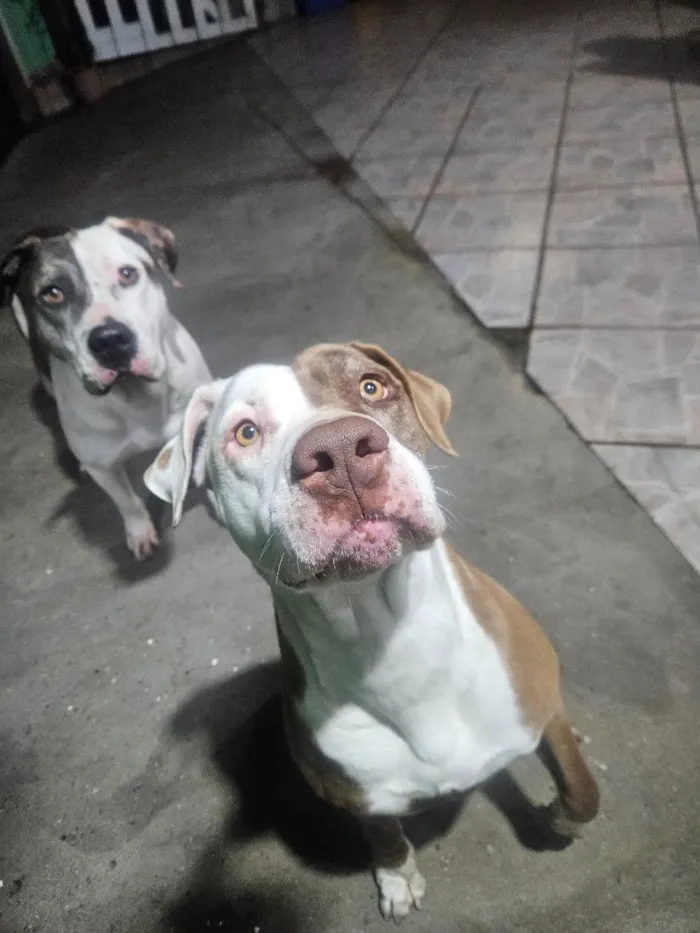 Cachorro raça Pit-Bull idade 5 anos nome BELINHA 