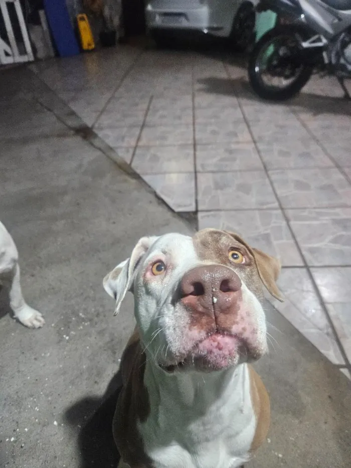 Cachorro raça Pit-Bull idade 5 anos nome BELINHA 