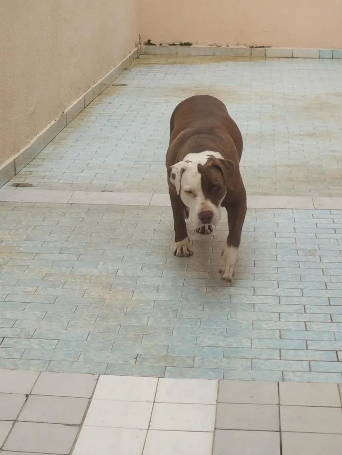Cachorro raça Pit-Bull idade 5 anos nome BELINHA 