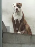 BELINHA 