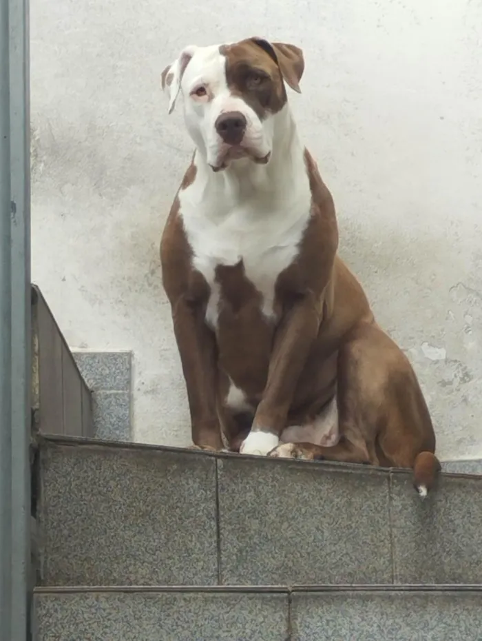 Cachorro raça Pit-Bull idade 5 anos nome BELINHA 