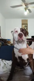 BELINHA 