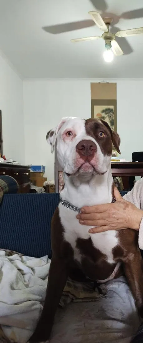 Cachorro raça Pit-Bull idade 5 anos nome BELINHA 