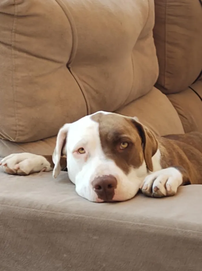 Cachorro raça Pit-Bull idade 5 anos nome BELINHA 