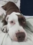 BELINHA 