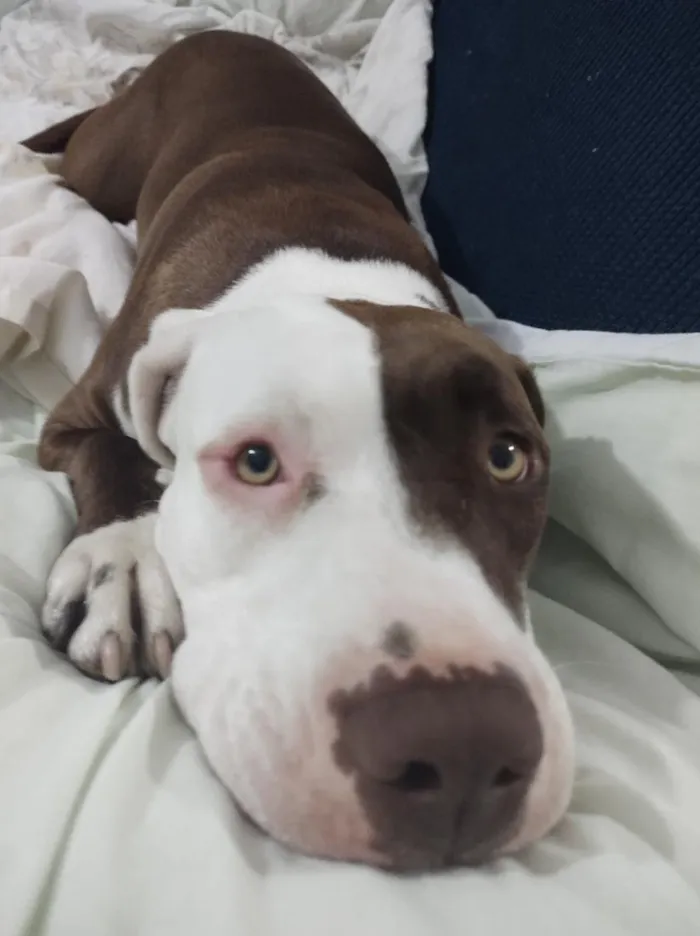 Cachorro raça Pit-Bull idade 5 anos nome BELINHA 