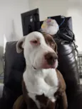 BELINHA 