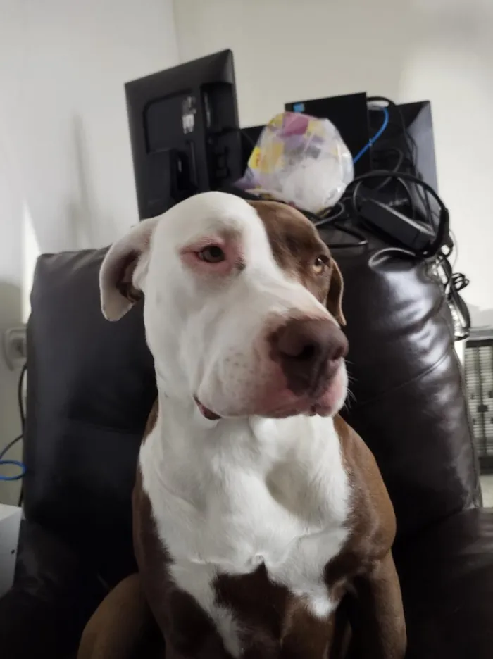 Cachorro raça Pit-Bull idade 5 anos nome BELINHA 