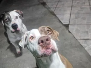 Cachorro raça Pit-Bull idade 5 anos nome BELINHA 