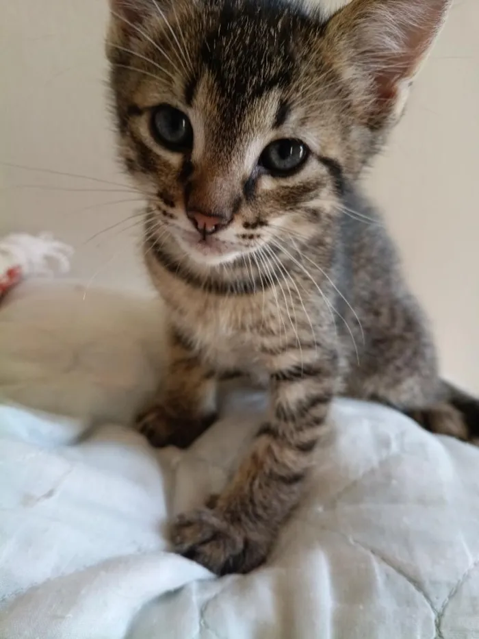 Gato raça SRD-ViraLata idade Abaixo de 2 meses nome Lauren, Zion e Bob 