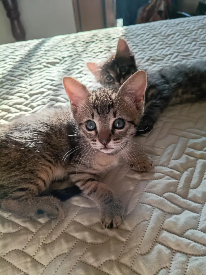 Gato raça SRD-ViraLata idade Abaixo de 2 meses nome Lauren, Zion e Bob 