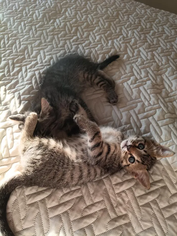 Gato raça SRD-ViraLata idade Abaixo de 2 meses nome Lauren, Zion e Bob 