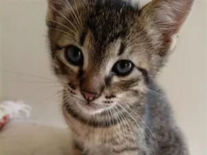 Gato raça SRD-ViraLata idade Abaixo de 2 meses nome Lauren, Zion e Bob 