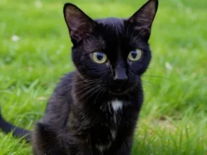 Gato raça SRD-ViraLata idade 2 anos nome Guadalupe 
