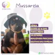 Mussarela