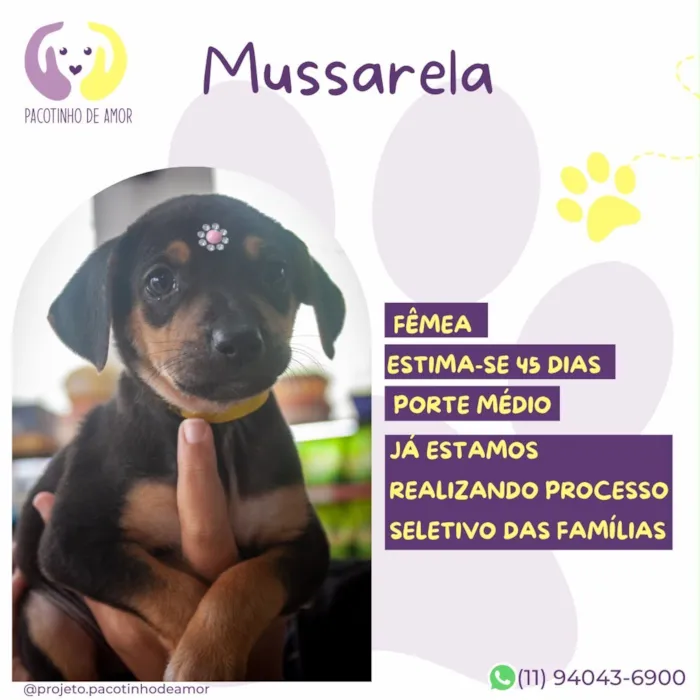 Cachorro raça SRD-ViraLata idade 2 a 6 meses nome Mussarela