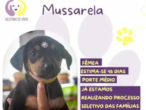 Cachorro raça SRD-ViraLata idade 2 a 6 meses nome Mussarela