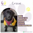 Cristal
