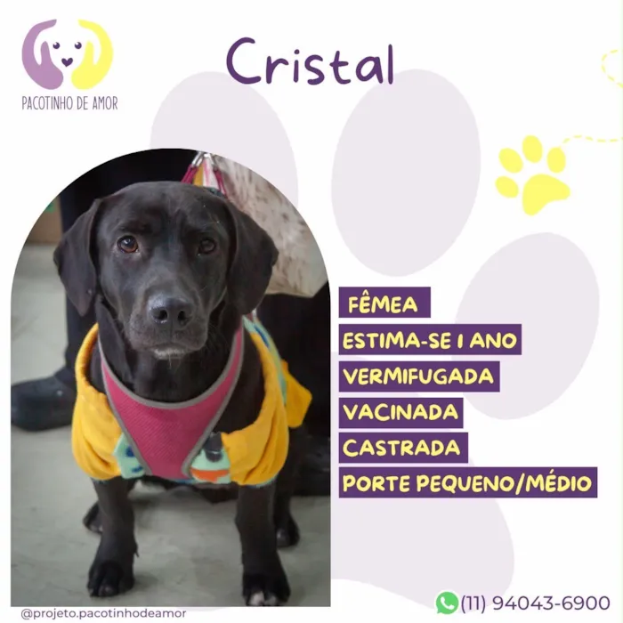 Cachorro raça SRD-ViraLata idade 1 ano nome Cristal