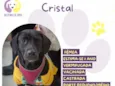Cristal