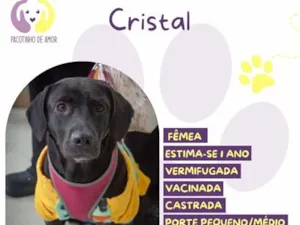 Cachorro raça SRD-ViraLata idade 1 ano nome Cristal