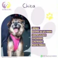 Chita