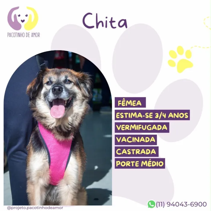 Cachorro raça SRD-ViraLata idade 3 anos nome Chita