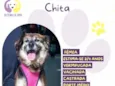Chita