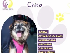 Cachorro raça SRD-ViraLata idade 3 anos nome Chita