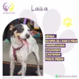 Laika