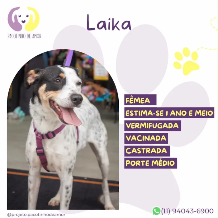Cachorro raça SRD-ViraLata idade 1 ano nome Laika