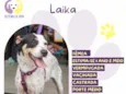 Laika