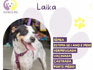 Cachorro raça SRD-ViraLata idade 1 ano nome Laika