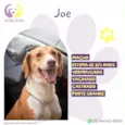 Joe