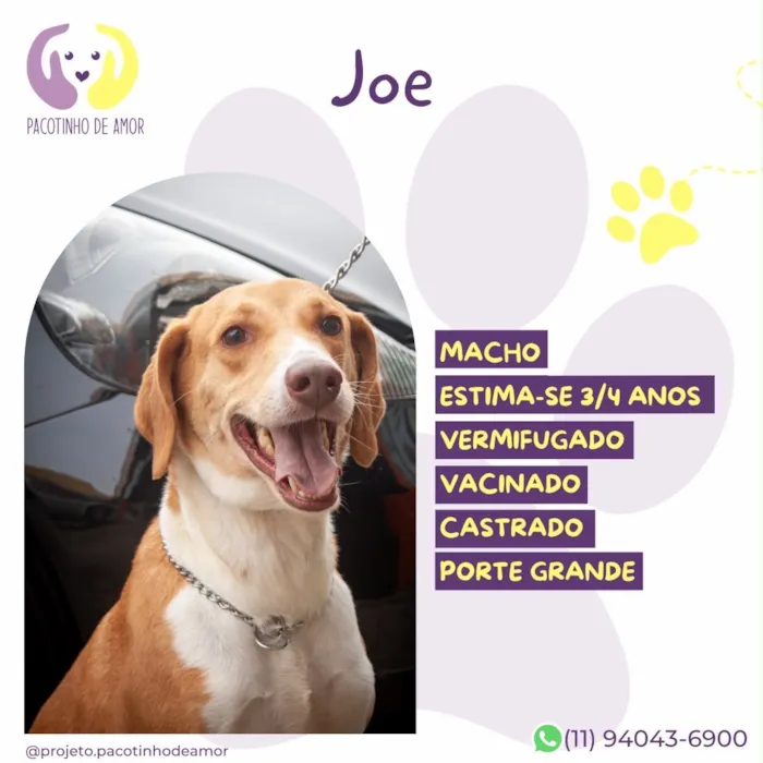 Cachorro raça SRD-ViraLata idade 3 anos nome Joe