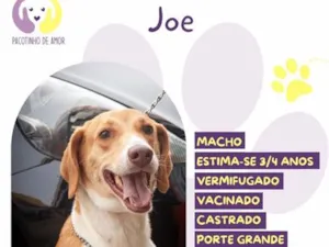 Cachorro raça SRD-ViraLata idade 3 anos nome Joe