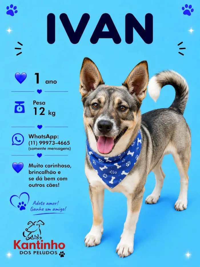 Cachorro raça SRD-ViraLata idade 1 ano nome Ivan