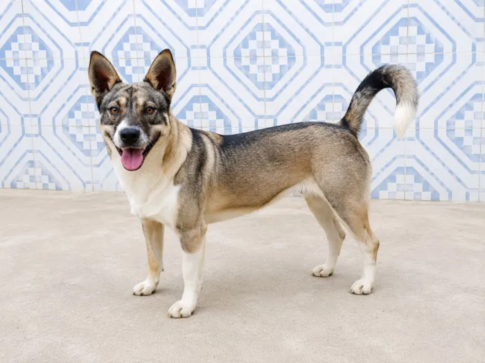 Cachorro raça SRD-ViraLata idade 1 ano nome Ivan