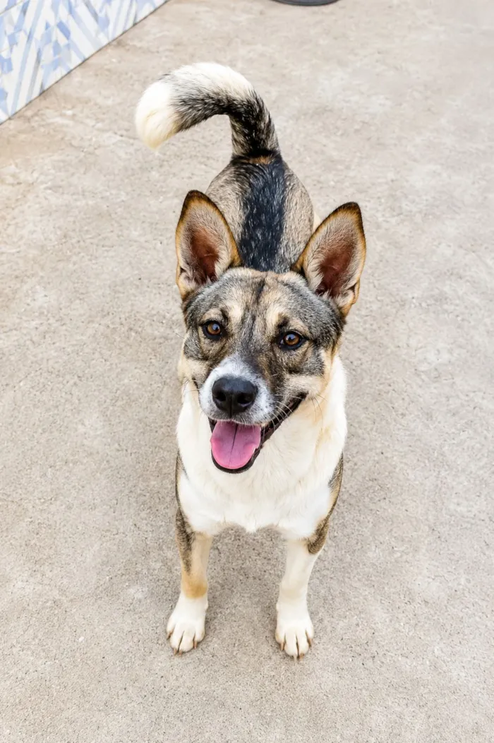 Cachorro raça SRD-ViraLata idade 1 ano nome Ivan