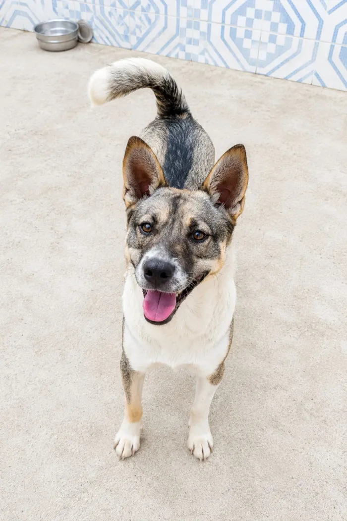 Cachorro raça SRD-ViraLata idade 1 ano nome Ivan