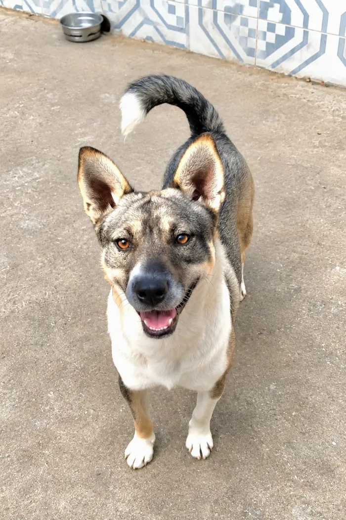 Cachorro raça SRD-ViraLata idade 1 ano nome Ivan