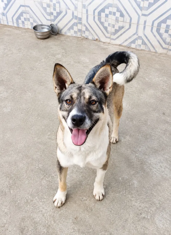 Cachorro raça SRD-ViraLata idade 1 ano nome Ivan