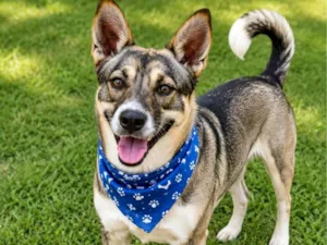 Cachorro raça SRD-ViraLata idade 1 ano nome Ivan