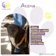 Atena