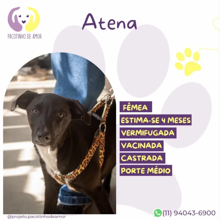 Cachorro raça SRD-ViraLata idade 2 a 6 meses nome Atena