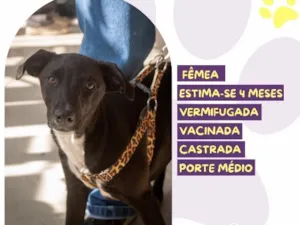 Cachorro raça SRD-ViraLata idade 2 a 6 meses nome Atena