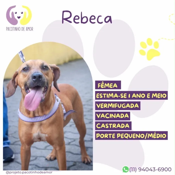 Cachorro raça SRD-ViraLata idade 1 ano nome Rebeca