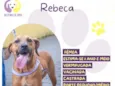 Rebeca